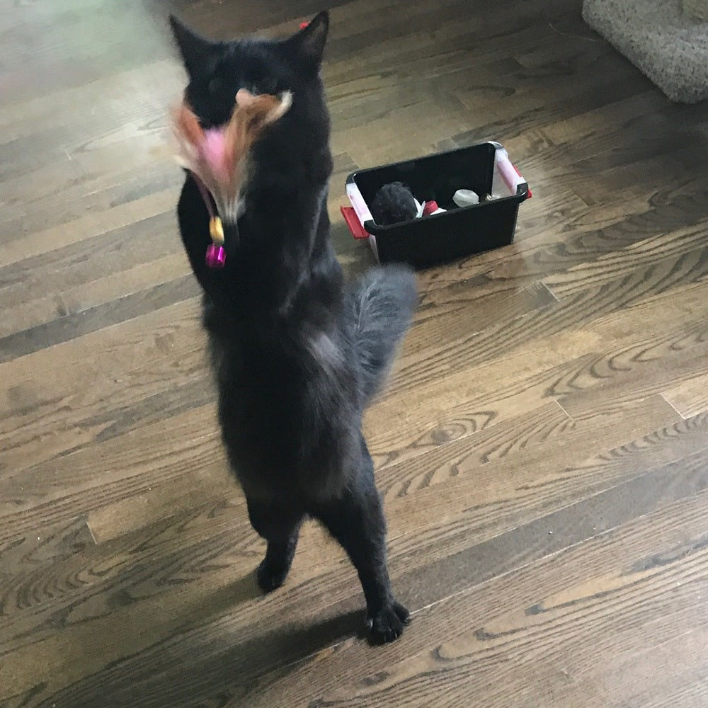 New In Package Cat Toy